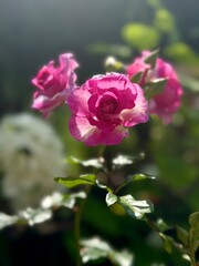 pink rose in garden