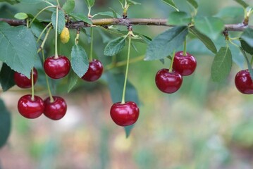 Ripe sour cherrries on a branch in the garden. Green leaf  background of sour tree orchard.