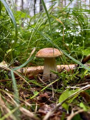 A fresh porcini mushroom (Boletus edulis) grows in lush, dewy forest grass. The close-up photo captures the damp natural habitat and earthy tones of this edible wild mushroom.