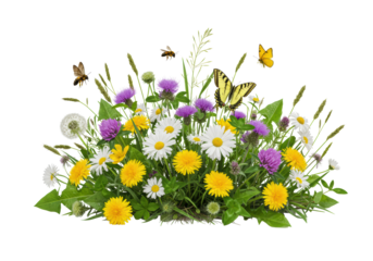 Vibrant wild meadow flowers, green grasses, yellow swallowtail butterfly, honey bee in flight. White background, copy space, studio lighting, ultra-realistic, concept of natural beauty and