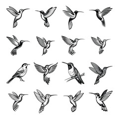 set of birds vector