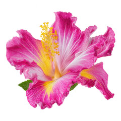 Vibrant pink hibiscus flower with yellow center isolated on transparent background