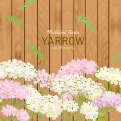 square banner with blooming common yarrow flowers. card with milfoil wildflowers on wooden background. medicinal herbal  yarrow.