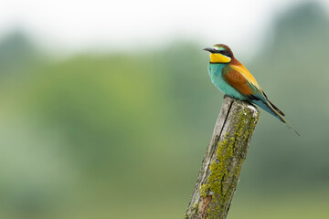 adult european bee-eater (merops apiaster) perching on a fence post, found in Fehér in Hungary