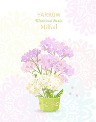 banner with a cup of blooming yarrow  flowers. card with Achillea millefolium wildflowers in a mug. medicinal herbal common yarrow on arabesque pattern background