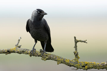 adult western jackdaw (coloeus monedula) perching on a branch found in Hortobagy National Park in Hungary