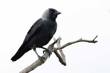 adult western jackdaw (coloeus monedula) perching on a branch found in Hortobagy National Park in Hungary
