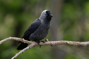 adult western jackdaw (coloeus monedula) perching on a branch found in Hortobagy National Park in Hungary