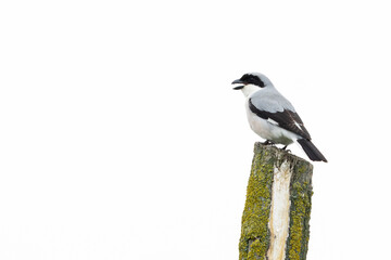 calling adult male lesser grey shrike (lanius minor) perching on a fence post, found in Fehér in...