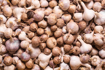 Harvesting garlic. Set of garlic. Close-up.