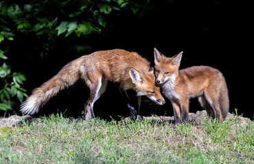 A Red Fox vixen shares a tender moment with one of her kits.