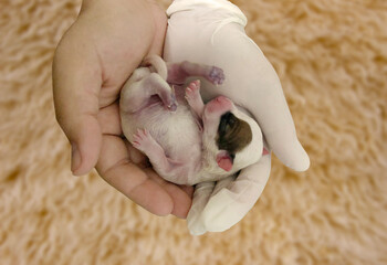 Tiny newborn puppy snoozing peacefully in gentle hands, captured from above, highlighting the adorable innocence of this beloved pet.