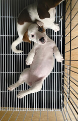 Adorable newborn puppies snuggled together in their crate, captured from a heartwarming overhead perspective