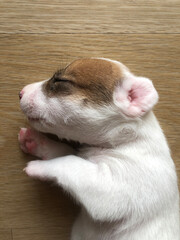 A tiny, peaceful newborn puppy sleeps soundly, nestled in soft warmth. Witness the pure innocence and delicate beauty of new life
