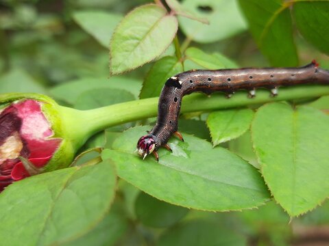 Achaea janata. Its commen name&nbsp;castor semi looper&nbsp;And croton caterpillar. This is an&nbsp;erebid&nbsp;moth, the&nbsp;caterpillars&nbsp;of which are termed semi-loopers due to their mode of locomotion.
