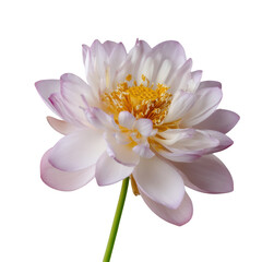 Fototapeta premium Delicate pink lotus flower with yellow center isolated on transparent background