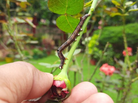 Achaea janata. Its commen name&nbsp;castor semi looper&nbsp;And croton caterpillar. This is an&nbsp;erebid&nbsp;moth, the&nbsp;caterpillars&nbsp;of which are termed semi-loopers due to their mode of locomotion.

