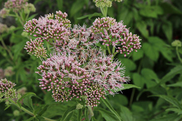 Close-up of blooming Valerian (Valeriana officinalis) flowers with pale pink clustered florets and green foliage. Medicinal plant known for its calming properties.