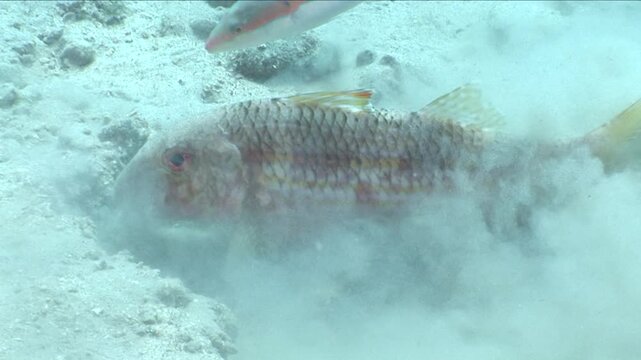 red mullets fish searching and eating food underwater ocean scenery of fish behaviour