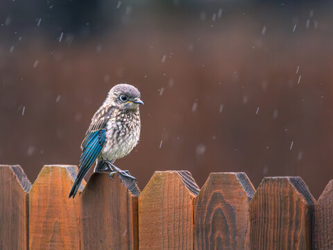 A young Bluebird perches quietly on a wooden fence in the rain, its feathers damp and fluffed, capturing a peaceful, tender moment in nature's gentle downpour.