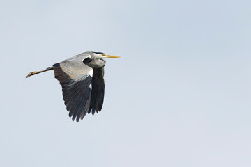 Fototapeta premium adult grey heron (ardea cinerea) in flight, found in Fehér in Hungary