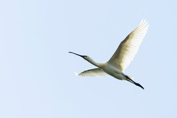 eurasian spoonbill (platalea leucorodia) in flight, found in Fehér in Hungary