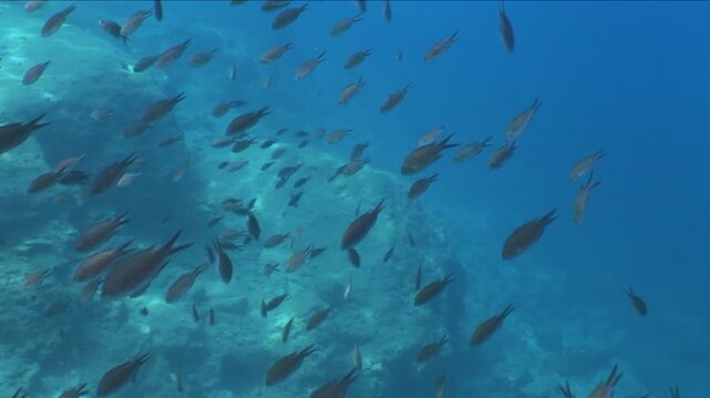 damselfish school underwater swim scuba divers to see