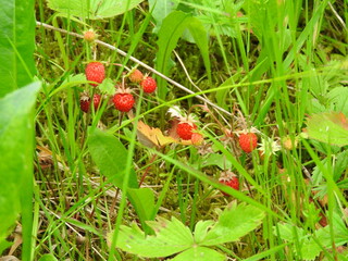 natural red wild strawberry photo	