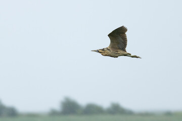eurasian bittern or great bittern (botaurus stellaris) in flight, found in Hortobagy National Park in Hungary