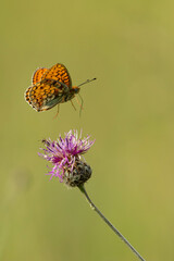 niobe fritillary (fabriciana niobe) is landing in a pink Scabiosa blossom
