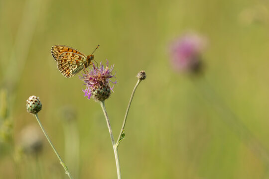 niobe fritillary (fabriciana niobe) is perching on a pink Scabiosa blossom