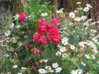 pink rose flower macro photo