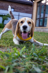 Smiling beagle playing in the sun-drenched yard on a cheerful afternoon