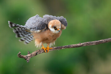 adult female red-footed falcon (Falco vespertinus) shaking its body while perching on a branch,...