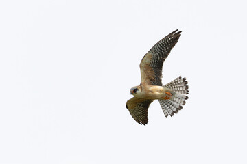 second calendar year or immature female Red-footed Falcon (Falco vespertinus) inin flight, found in...