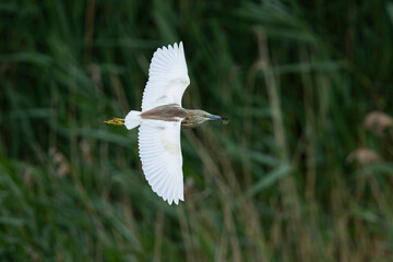 Adult male squacco heron (ardeola ralloides) in breeding plumage in flight, found in Hortobagy National Park in Hungary
