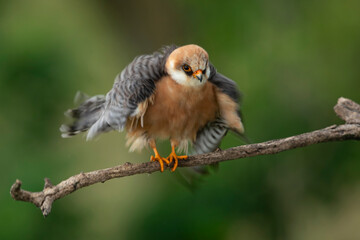 adult female red-footed falcon (Falco vespertinus) shaking its body while perching on a branch, found in Hortobagy National Park in Hungary