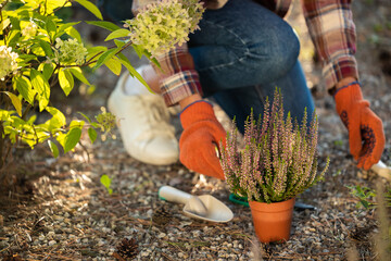 Close up picture of a woman planting flowers in the garden