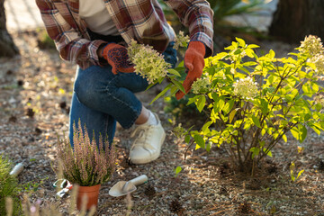 Close up picture of a woman planting flowers in the garden