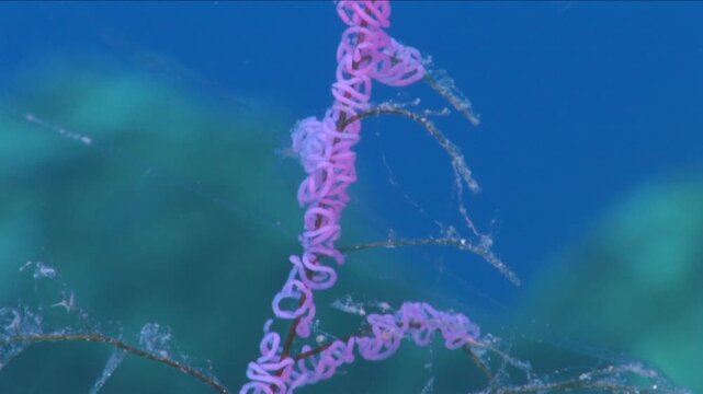 nudi branch underwater nudibranch flabellina eggs
