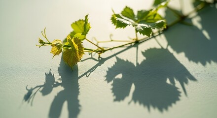 Fototapeta premium Fresh grape leaves and its silhouette cast a shadow on a serene surface, revealing vibrant nature with a calming and peaceful atmosphere.