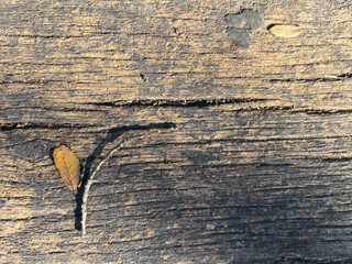 dried leaf and branch on the wooden ground, background texture for web and design use