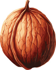 Vector watercolor painted illustration of a walnut