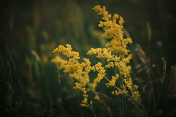 Close-up of delicate yellow wildflowers swaying gently in a field.  Beautiful natural background...