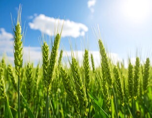 Obraz premium Lush green wheat field under a bright sky