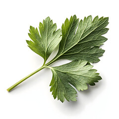 A single dried lovage leaf, aromatic and celery-like, commonly used in soups,