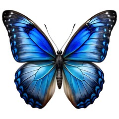 Blue Morpho Butterfly: A vibrant blue morpho butterfly with iridescent wings, showcasing intricate details and captivating beauty.