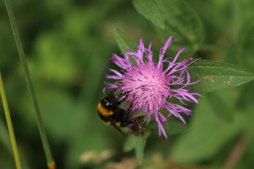 Bombus insect on Centaurea. Bumblebee on purple wild flower or garden cornflower in the meadow 