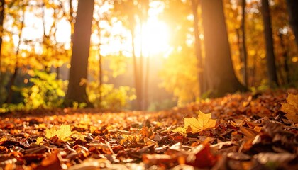 Autumnal forest floor bathed in sunlight