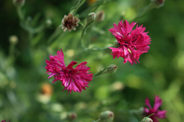 Close-up of beautiful dark pink Cornflower in the green meadow on summer. Centaurea 